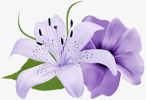 紫色的香水百合