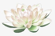 莲花
