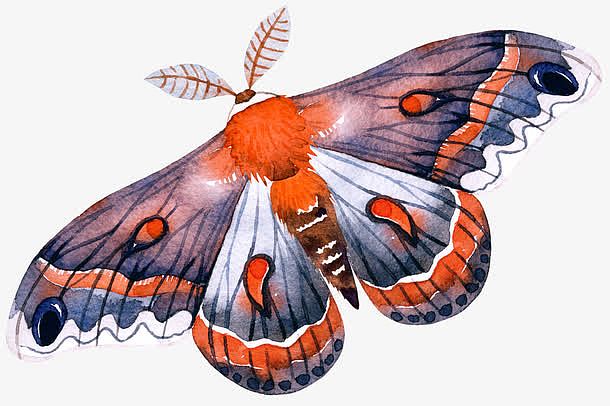 手绘橙色花纹蝴蝶