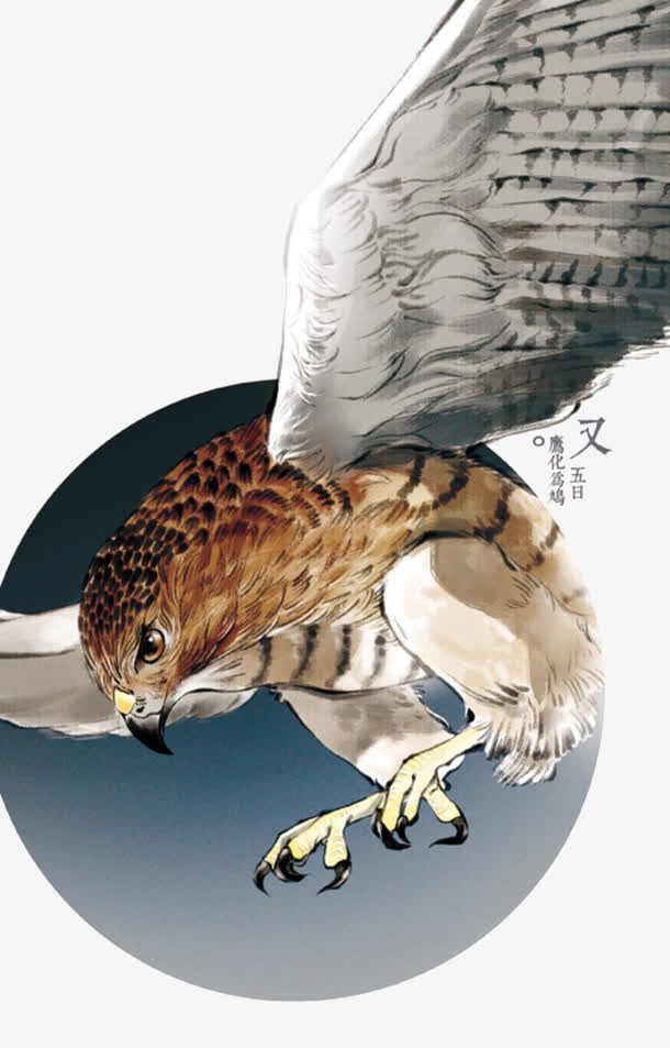 关键词 : 二十四节气,七十二候,中国风,水彩,又五日,鹰化为鸠[声明]