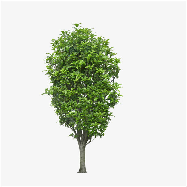 桂花树素材免费下载_觅元素