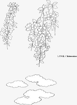手绘桂花
