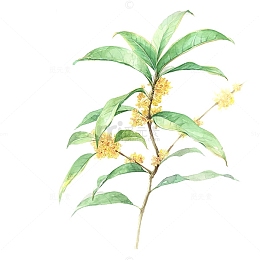 桂花枝