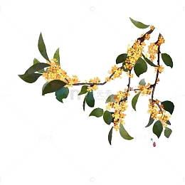 十里桂花