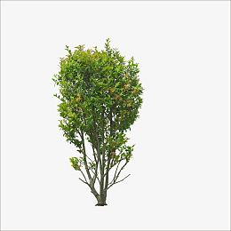 桂花树