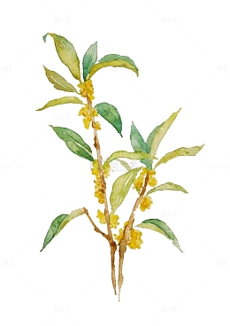 水彩绘桂花