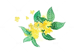 手绘花卉