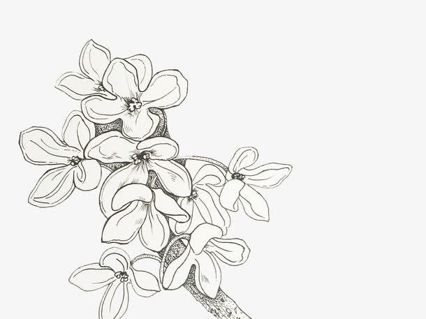 手绘桂花花瓣矢量图