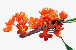 桂花