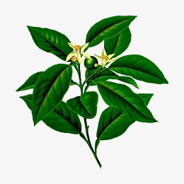 创意桂花花枝