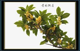 把桂花加以神化