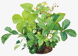 花束图片花朵海报背景 薄荷