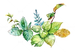 水彩薄荷叶图片素材