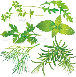 中草药矢量图