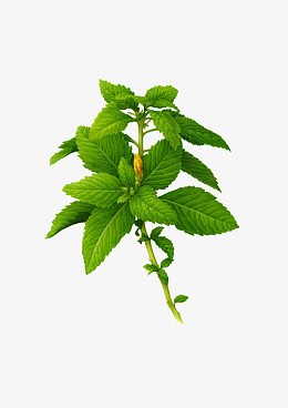 绿色薄荷