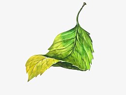 薄荷叶片