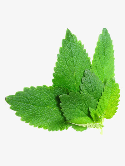 薄荷素材免费下载_觅元素