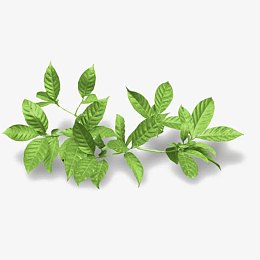 薄荷叶片