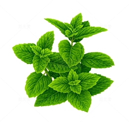绿色薄荷叶子
