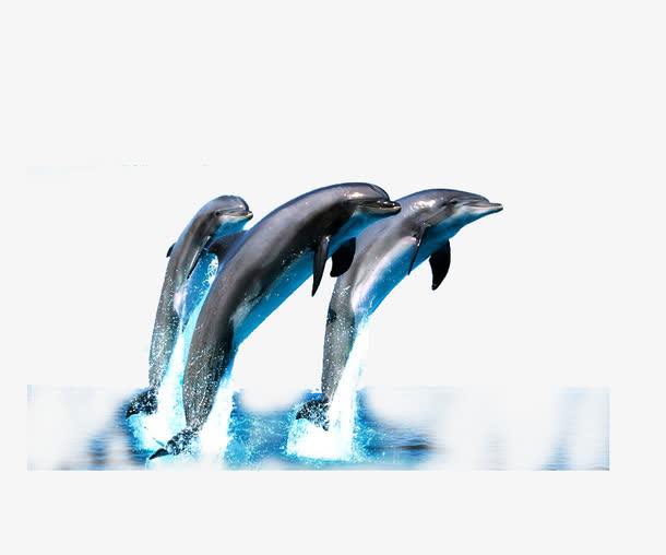 海豚素材免费下载_觅元素