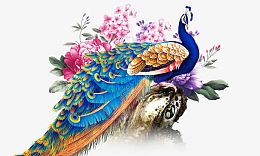 彩绘孔雀