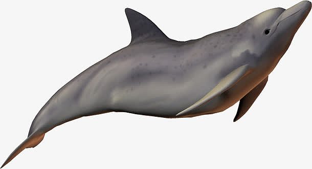 海底动物生物  海豚
