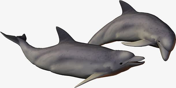 3d动物鱼 海豚