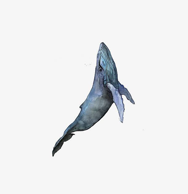 海豚装饰元素
