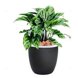 孔雀竹芋