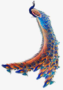手绘孔雀
