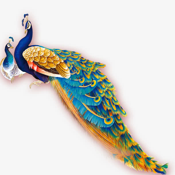 孔雀素材免费下载_觅元素