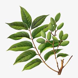 橄榄