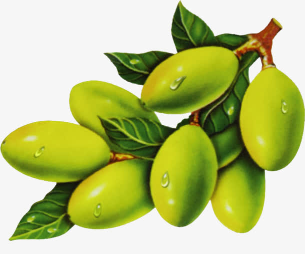橄榄素材免费下载_觅元素