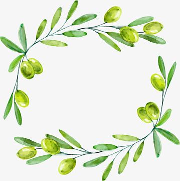 水彩绿色橄榄装饰边框epspng矢量手绘金色橄榄枝png橄榄枝卡通和平鸽