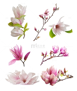 木兰花枝免抠素材
