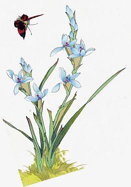 手绘兰花蝶恋花中国风