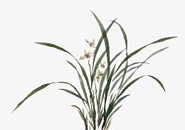 手绘兰草