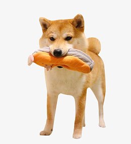 咬东西的狗狗