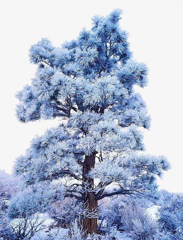 积雪的树