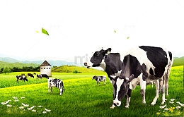 牧场的奶牛