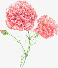 粉色唯美康乃馨花朵节日