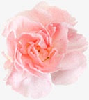 粉色水彩淡雅花朵康乃馨
