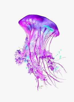 水母