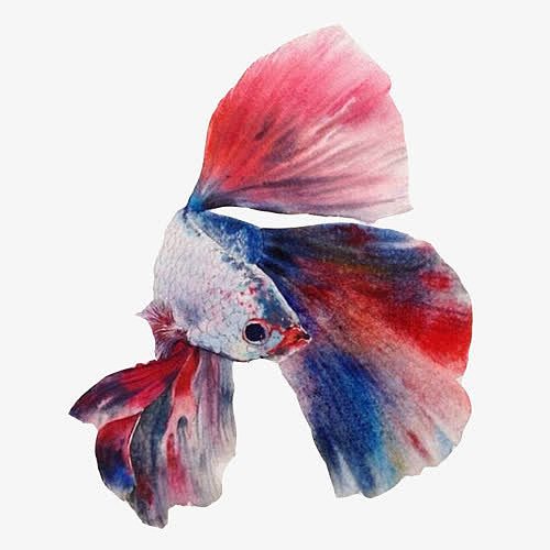 飞鱼水彩手绘画素材图片
