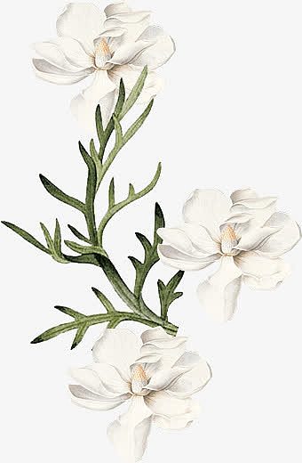 手绘白色花卉植物