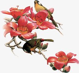 红色花鸟树枝