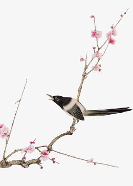梅花树枝上的鸟儿