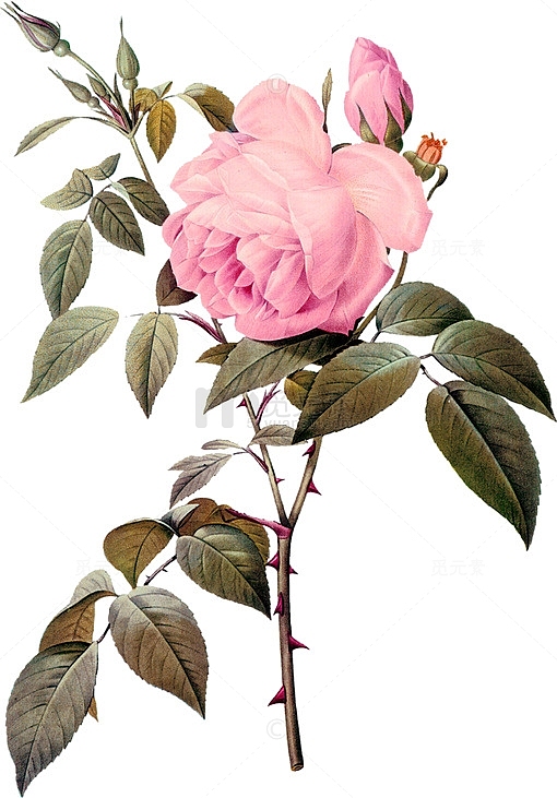手绘粉色玫瑰花植物