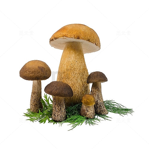 蘑菇草png免抠素材