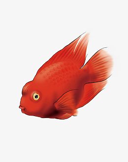 鹦鹉鱼